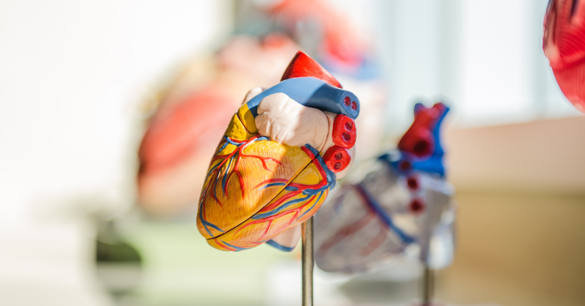 Model of an anatomical heart